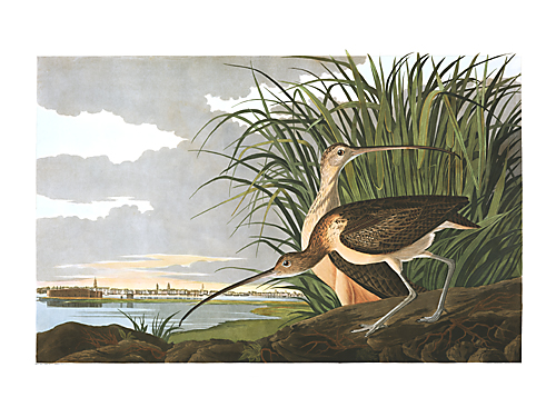 Long-billed Curlew